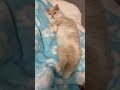 人間みたいなあくび cat kitten 寝てる catlover