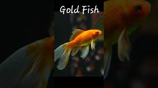 Top 5 Lucky Fish 💸| According To vastu Shastra \u0026 Feng Shui