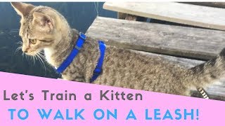 How to teach a Kitten to WALK ON A LEASH! Here's the EASY way to do it!