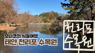 태안 천리포수목원: 완도호랑가시나무 열매, 동백꽃 : 바닷가 수목원 산책