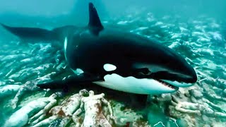 8 Most DEADLY Orca Attacks Ever CAUGHT on Camera!