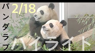 【彩浜🌈桃浜🍑Panda Love名場面2/18】仲良くお食事/鳴く姉を眺める妹/飼育員さんに呼ばれる/ジャイアントパンダ/アドベンチャーワールド/panda/saihin/touhin