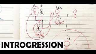 What is Introgression?