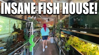 FISH ROOM TOUR!  Monster aquariums, aquaponics, greenhouse and more! The king of DIY