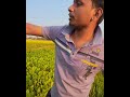 চারিদিকে শুধু শস্য village beauty