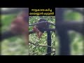 നാട്ടുകാരെ കടിച്ച മലയണ്ണാനെ പിടികൂടി കൂട്ടിലടച്ചു indian giant squirrel viral