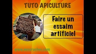 TUTO apiculture , comment faire un essaim artificiel au printemps. www.avosruches.com