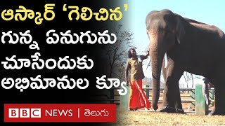 The Elephant Whisperers : Oscar award గెలుచుకున్న ఏనుగు 'రఘు' ను చూసేందుకు తరలివస్తున్న అభిమానులు