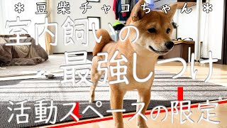 【柴犬・豆柴】室内飼いの最強しつけ！我が家の活動スペースを限定するしつけ方(子犬)