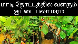 பலா மரம் வளர்க்க மாடியில் சிறிய அளவில் இடம் போதும்.