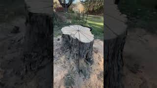 Giant Swedish log torch stump