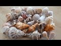 how to safely clean seashells