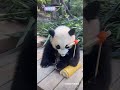 大师送给妹猪的“蝴蝶曆”小家伙很喜欢呦😃cr 大熊猫三胞胎萌帅酷大熊猫妹猪 我们的熊猫宝宝被很多人爱着 大熊猫卖萌视频 熊猫幼崽