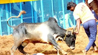 சீறிப்பாயும் காளைகள் Thatchankurichi Jallikattu videos 2025