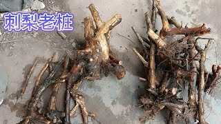 5月19日，小伙今天刚刚挖回来的盆景素材：刺梨老桩，嫁接微型月季花特漂亮