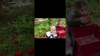 Baby monkey Obi carries monkey Bu Bu to harvest tomatoes #shorts