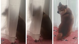 柴犬の朝は早い【ちゃちゃ丸】