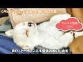 【ビビリチワワ】散歩した時の子犬チワワの反応が可愛すぎる！？