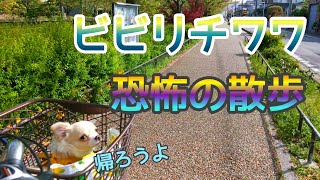 【ビビリチワワ】散歩した時の子犬チワワの反応が可愛すぎる！？