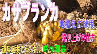 【カサブランカ】地植え球根　堀り上げの仕方　23/12/21