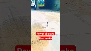 साप कितना खतरनाक है 🔥💯🦎🐍⚡#video #shorts #viral #trending #funny #youtubeshorts |@plengkomsan5606 ||