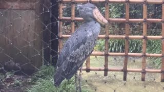 土砂降りの中のハトゥーウェ　2022年9月18日 上野動物園　ハシビロコウ