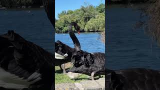 Swans, geese \u0026 other birds at Western Springs Park, New Zealand #newzealand #auckland