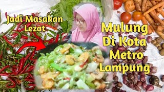 Alhamdulillah Mulung Dapat Banyak Cabe Merah Dll/Masak Labu Udang/Leles/We Are Happy Scavangers