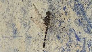 ஏமாற்றும் தட்டான் பூச்சி | Dragonfly | Invisible to birds