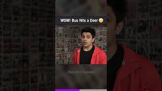 Deer VS Bus #shorts