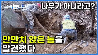 만만치 않은 놈을 발견했다! 10km의 고단한 산행 속에 발견한 소나무 보다 큰  흙 속의 진주ㅣ대물 칡을 찾아라ㅣ채취한 칡으로 만든 칡즙 칡조청ㅣ극한직업ㅣ#골라듄다큐