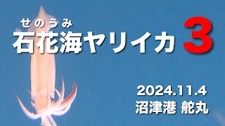 【2024年11月4日】石花海ヤリイカ３