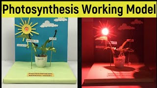 Photosynthesis working model | Photosynthesis process science project | DIY easy science project