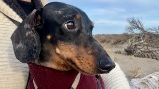 MINI DACHSHUND NEEDS A BREAK TO RECHARGE, RESTORE \u0026 RESET