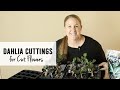 Taking Dahlia Cuttings and Rooting Them for Cut Flowers : Sunshine and Flora Cut Flower Farm