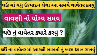 ઘઉં નું વધુ ઉત્પાદન લેવા આ તારીખે વાવેતર કરવું | ઘઉં ક્યારે વાવવા | ઘઉં વાવવાનો સમય | #ઘઉં #wheat