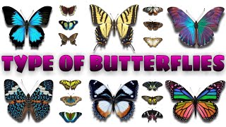 BUTTERFLY | Type of butterfly | Learning name and picture of butterflies species | Kids life tv