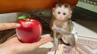 baby monkey Tina ran away because she knocked over her mother's fruit plate