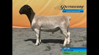 LOT 181