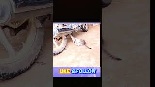 পাইছি মামা তোমাকে কোন ভাবেই ছাড় হবে না।। Funny Video.  #reel #funnycat #funnyvideo