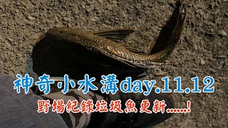 台中龍井釣魚｜神奇小水溝day.11~12｜新的野場紀錄魚.....