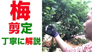 【ウメの剪定】春に伸びた枝を切るポイントを丁寧に解説