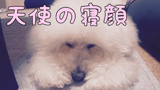 【犬ごはん】愛犬に手作りハンバーグ作ったら、天使があらわれた（トイプードル）/Homemade dog food