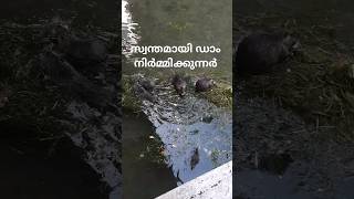 ഡാം നിര്‍മാണം മന്ദഗതിയില്‍,ഭക്ഷണം ധൃതിയില്‍. #shorts #dam #not #mullaperiyardamissue #duck #waterhen