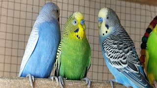 3 Hours of Joyful Budgie Sounds: Relaxing Chirps for a Happy, Stress-Free Day