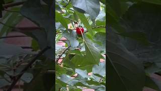 কানাডার রেড চেরি আপেল গাছে ধরে আছে। Red cherry apples on trees in a Canadian orchard.4K Video