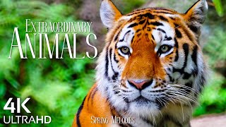 Earth's Extraordinary Animals 4K VIDEO ULTRA HD