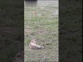 Lion 🦁 and Cheetah 🐆 fight | Lion trying to kill Leopard #shorts