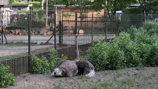 Ostrich lays an egg and then eats it