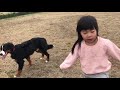 【ドッグラン】犬見知り克服のため２回目ドッグランへ行くバーニーズ bernese mountain dog goes to the dog run for the second time